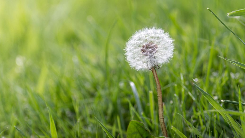 dandelion root extract powder